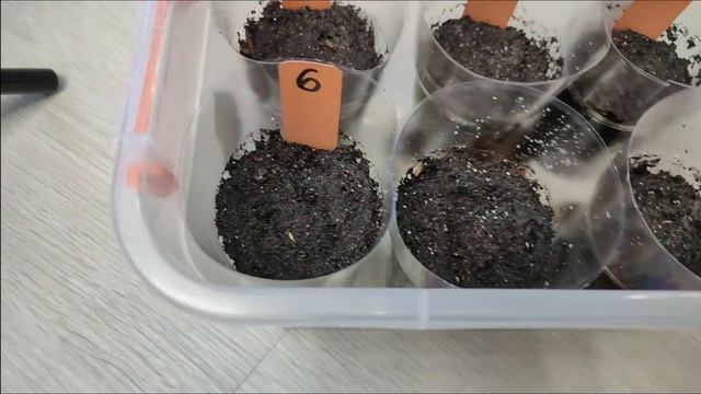 САМЫЙ удобный способ посева ТОМАТОВ смотреть онлайн