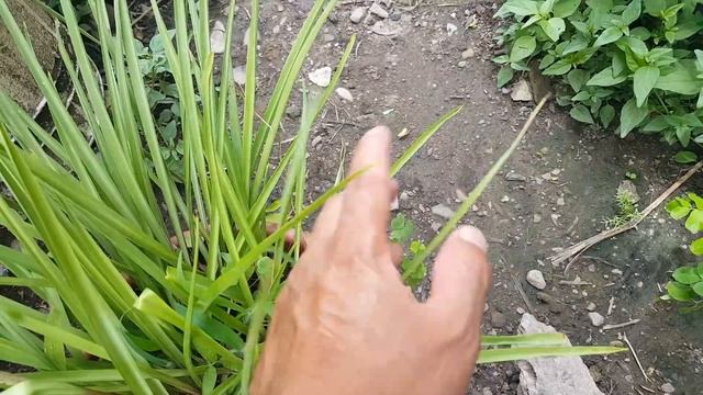 cultivo y cuidados del Nardo (Polianthes tuberosa) смотреть онлайн