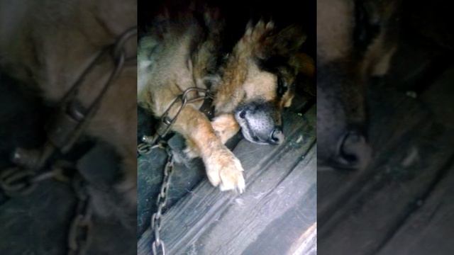 Собака храпит как человек смотреть онлайн