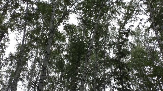 Роща березовая. смотреть онлайн
