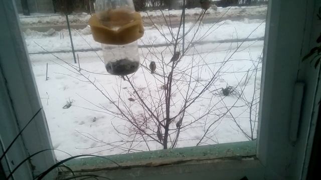 Кормлю синичек (зима 2019), кормушка для синичек смотреть онлайн