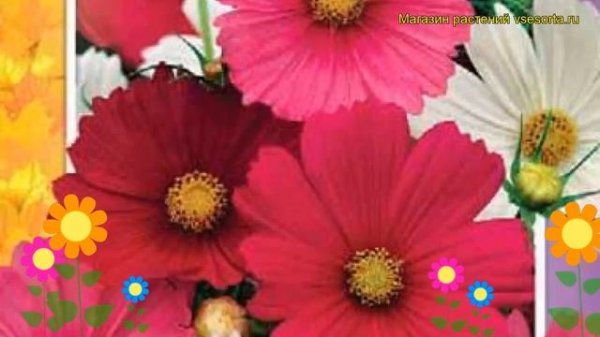 Космея Сенсация. Краткий обзор, описание характеристик cosmos bipinnatus Sensatsiya