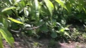 Эксперимент! Удобряю клубнику сывороткой.