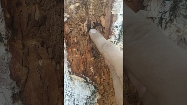 Стволовые вредители, болезни леса#арбористика #arborist #арборист#екатеринбург