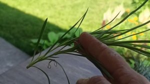 Работы в саду, обрезаем гвоздику после цветения. Укореняем обрезанные черенки гвоздики.