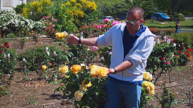 3 Meilland roses that will illuminate your garden смотреть онлайн