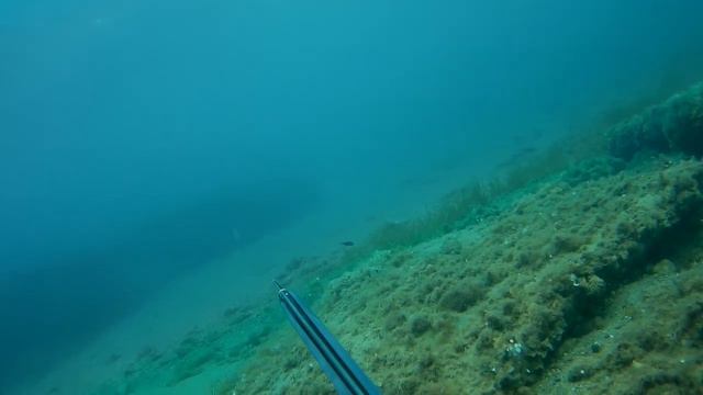 Подводная охота. Луфарь и пара трахинотиков. Ψαροντούφεκο στα ρηχά. смотреть онлайн