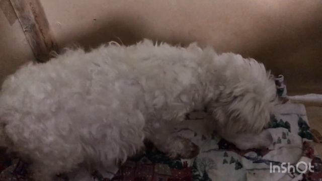 ,,Роды Мальтийской болонки,,((Childbirth Maltese))