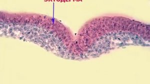 Гистологический препарат "Первичная полоска куринного эмбриона"