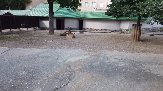 Московский Зоопарк 2020 ( Часть 2 ) смотреть онлайн