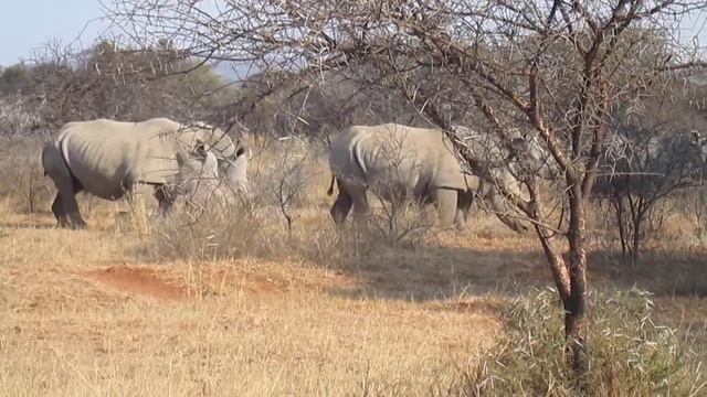 best rhinos in Limpopo game reserve in 2015 смотреть онлайн