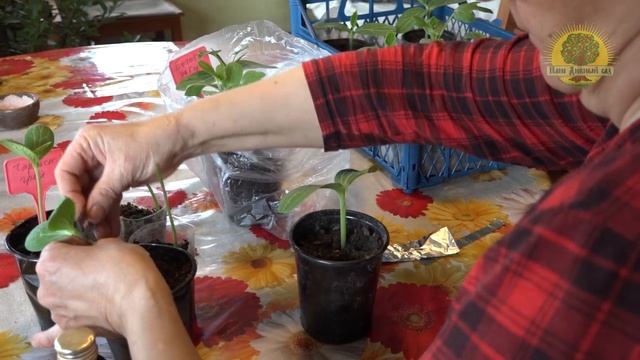 Выращивание арбузов в средней полосе. Часть 1 Проращивание семян, посадка и прививка арбузов. смотреть онлайн