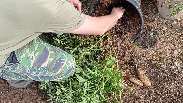 экспериментальная посадка картофеля (золото майя) смотреть онлайн