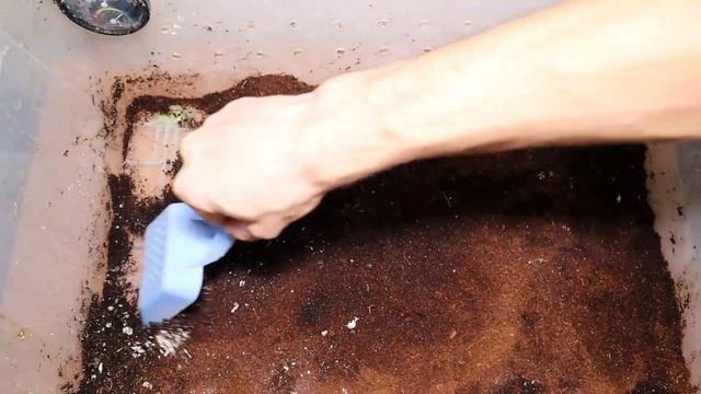 Уборка у улиток ахатин в контейнере. Как часто убирать у улиток смотреть онлайн