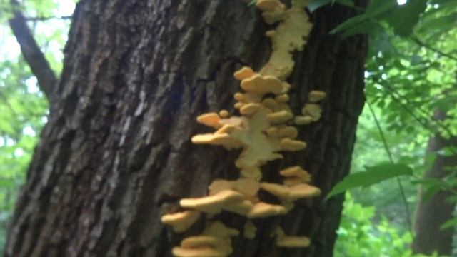 Трутовик серно-жёлтый. Laetiporus sulphureus. Сбор древесных грибов в лесу.