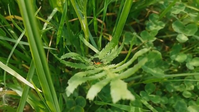 Жук пожарник ( мягкотелка) ! смотреть онлайн