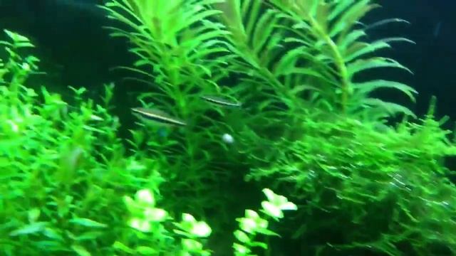 Nannostomus beckfordi смотреть онлайн