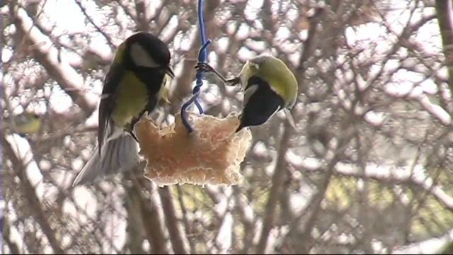 Жваві синички за моїм вікном. Lively titmouse on my window. смотреть онлайн