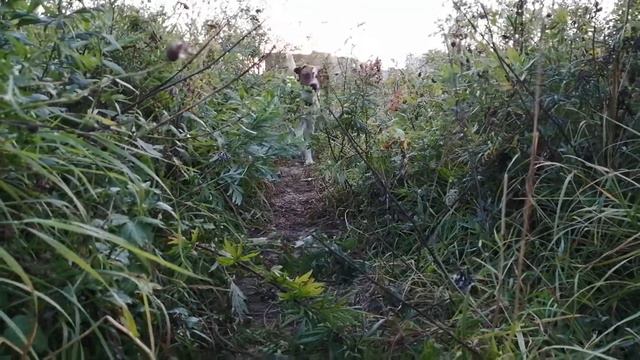 Парсон Рассел Терьер приветствует) смотреть онлайн