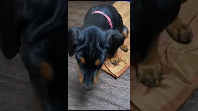 Пинчер Роджер постигает собачьи премудрости. смотреть онлайн