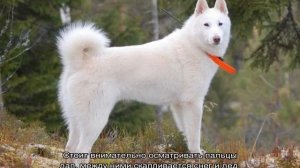 Западно-сибирская лайка: описание породы