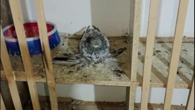 Камера IPhone 15 Pro Max Titanium! Двухчубые голуби. Tauben. Pigeons. Palomas. Pombos. 비둘기.