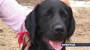 Собаки-поводыри.flv