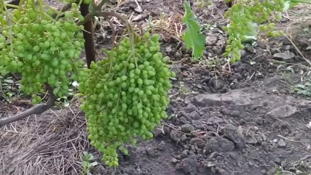 Обзор виноградника. Кураж, Лора, Преображение, и др., на 07.07.2021г. смотреть онлайн