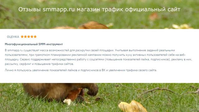 Отзывы smmapp.ru магазин трафик официальный сайт смотреть онлайн