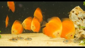 Аквариум на 1000 литров #6.  Готовый аквариум с дискусами.