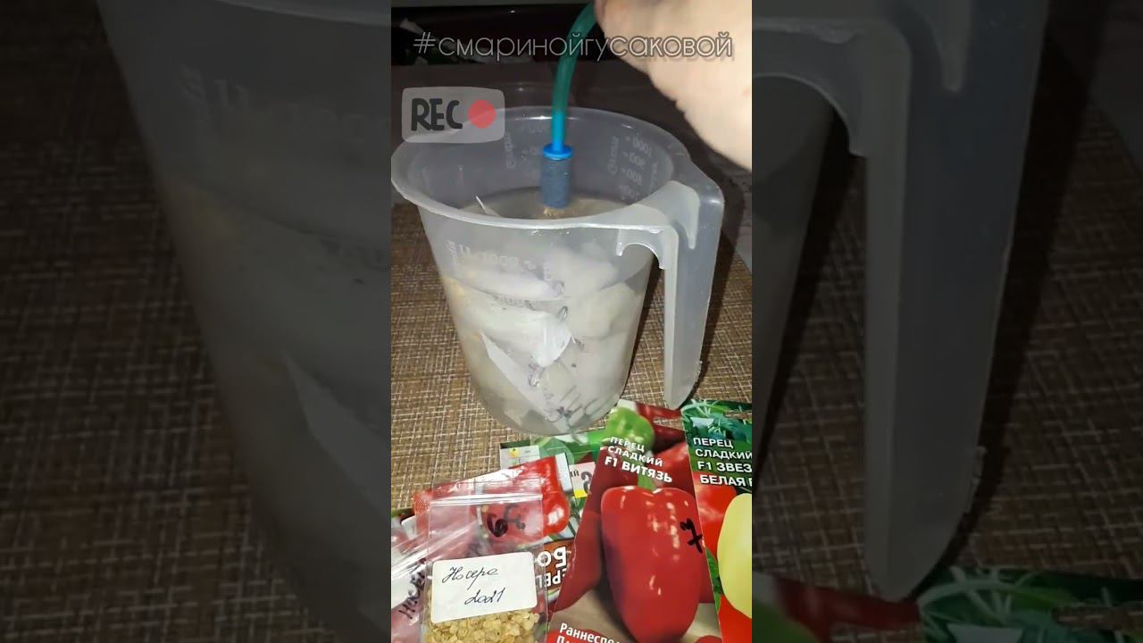 ПЕРЕЦ на рассаду время пришло Обработка семян ОЗОНОМ #перец #рассада #огород #лайфхаки смотреть онлайн