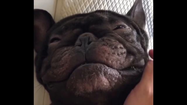 French Bulldogs Funny Moments & Fails Compilation #12 французский бульдог приколы смотреть онлайн