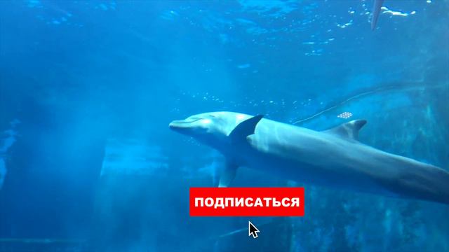 Океанариум в Италии / Наша жизнь в Европе / Влог смотреть онлайн