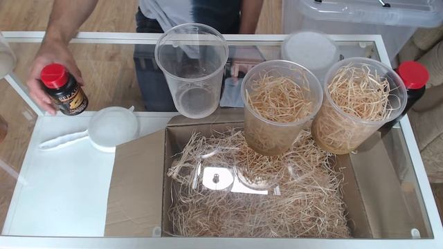 How To Culture Fruit Flies (Drosophila Melanogaster)