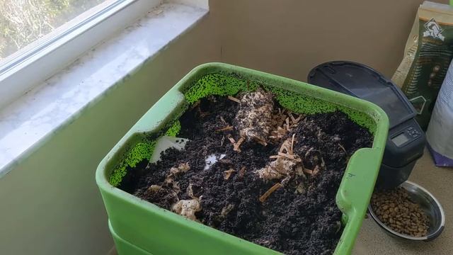 Hot Frog Living Composter Day 330 - Feeding 3 Tiers! - Vermicomposting смотреть онлайн