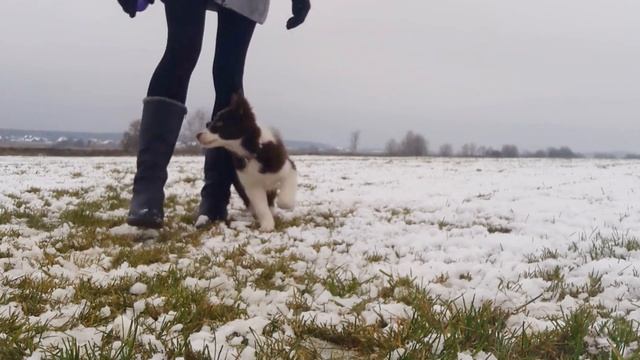 Айскнехт Эдарика(3 месяца) Бордер колли смотреть онлайн