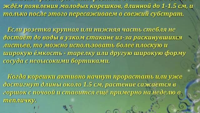 Омолаживание розетки узамбарской фиалки смотреть онлайн