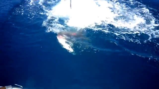 Нападение акул-Shark attack. смотреть онлайн