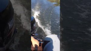 лодочный мотор hangkai 6 л.с. лодка Фрегат 300ек.