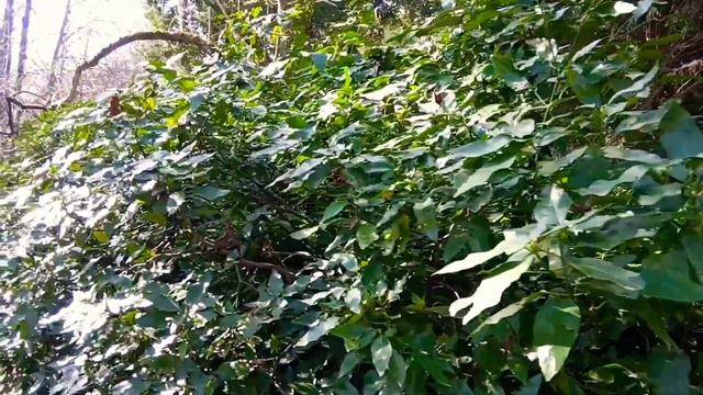 ПАРК "ЮЖНЫЕ КУЛЬТУРЫ". ПОЧЕМУ ТАМ НАДО ПОБЫВАТЬ? смотреть онлайн