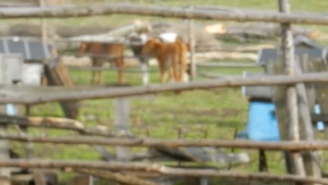 Стрижём романовских овечек и не только// Жизнь в деревне смотреть онлайн