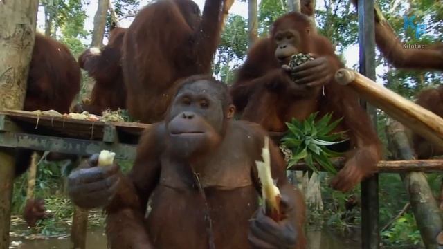 В тени джунглей: Тайная жизнь орангутангов. На что способны орангутанги.