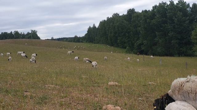 Яркам Дорпер по 8 часов, уже гуляют на улице #dorpersheep #dorper #дорпер #family_farm смотреть онлайн