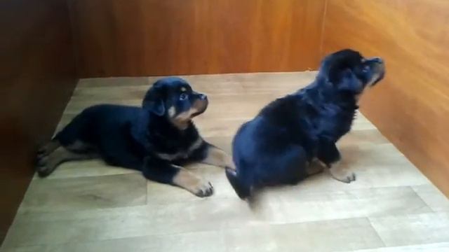 Видео0480 смотреть онлайн