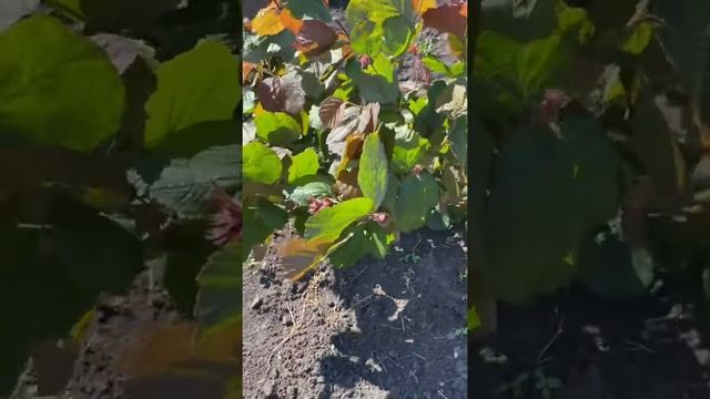 Фундук краснолистный ,сорт Кудрайф. Морозостойкий ,обильное плодоношение,очень крупный плод! смотреть онлайн