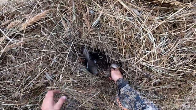 Утка прет дуром - садится прям в скрадок! Охота на полосе. Охота на утку 2022. смотреть онлайн