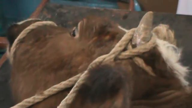 Anesthesia n. mandibularis. Docent A.D. Stepanov, ПДАТУ смотреть онлайн