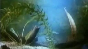 Отряды насекомых с полным превращением