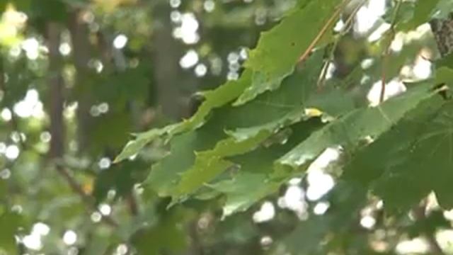 Сюжет ЛЕсхоз смотреть онлайн