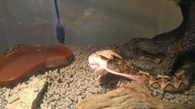Gaboon viper eats mouse! смотреть онлайн